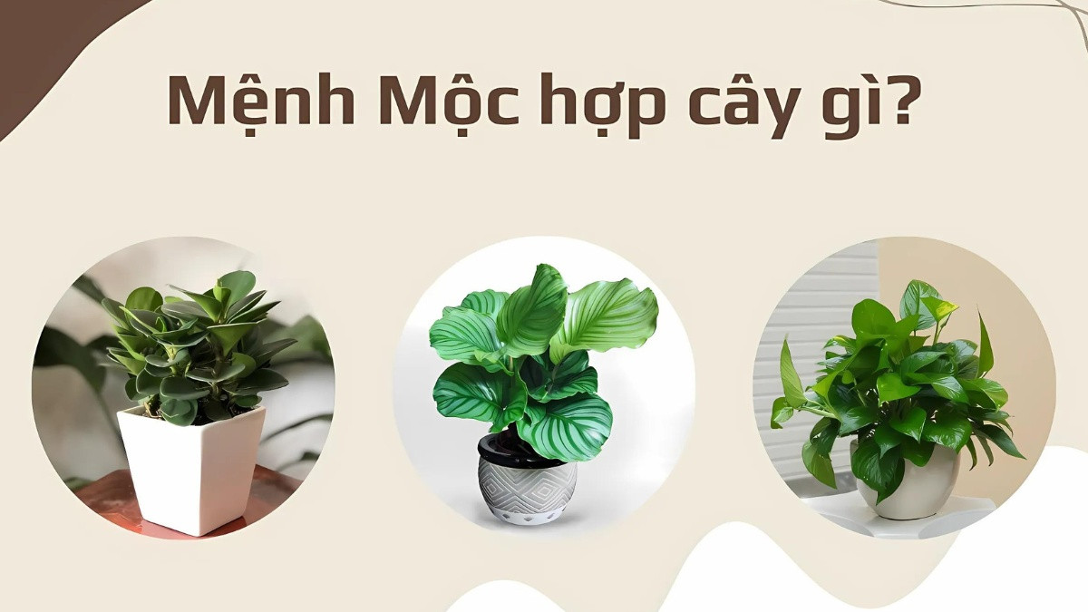 Một chậu cây Phát Tài lá xanh mướt, đặt trong nhà