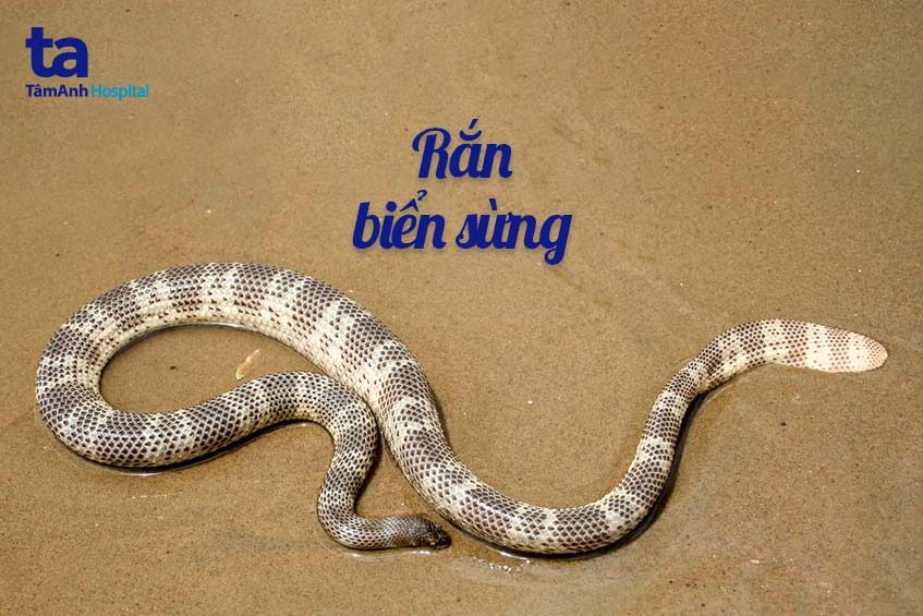 Rắn biển sừng hay rắn biển Peron, loài rắn biển độc nhất Việt Nam