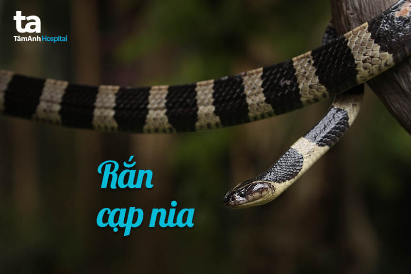 Rắn cạp nia với khoang đen trắng đặc trưng, nọc độc gây tử vong cao
