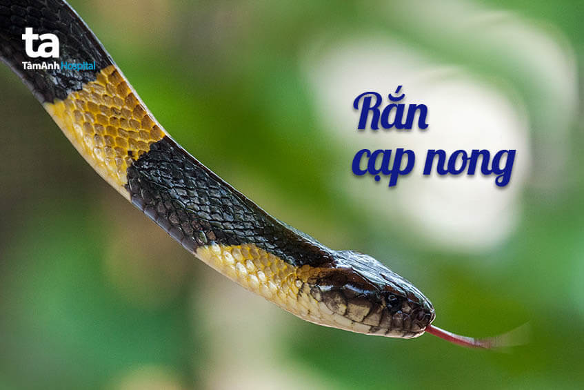 Rắn cạp nong khoang vàng đen, loài rắn cực độc phổ biến ở Việt Nam