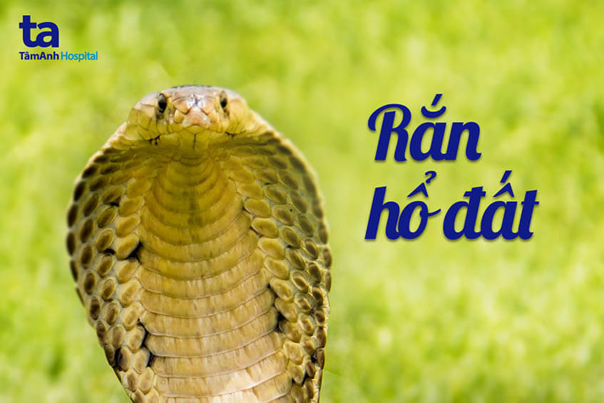Rắn hổ đất, một trong những loài rắn có nọc độc mạnh ở Việt Nam