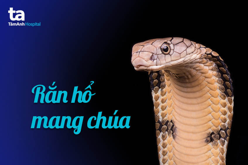 Rắn hổ mang chúa, vua của các loài rắn độc Việt Nam