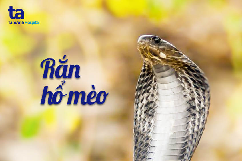 Rắn hổ mèo với đặc điểm mặt mèo, loài rắn hổ mang nguy hiểm