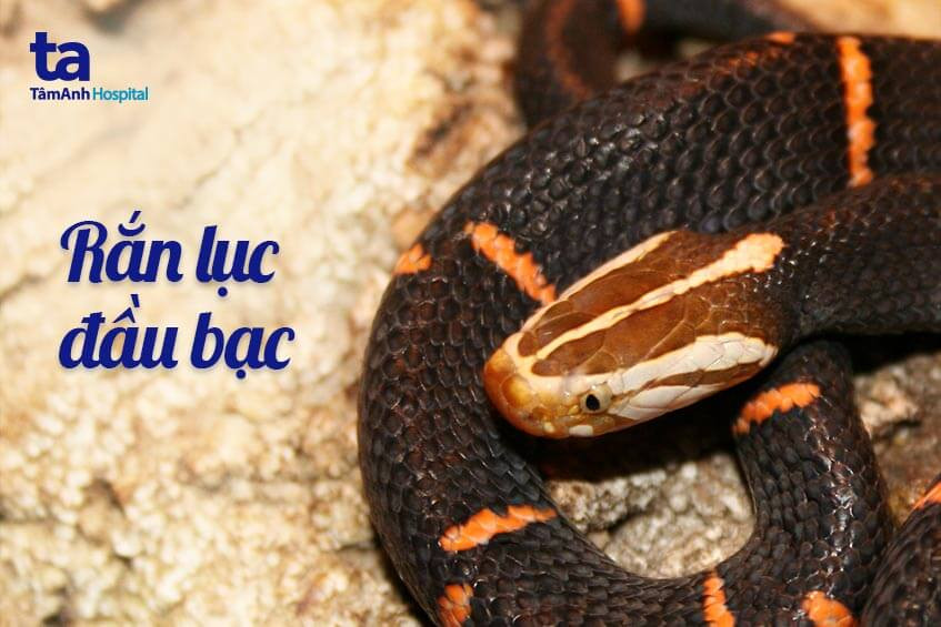Rắn lục đầu bạc, loài rắn độc với đầu màu trắng và hoa văn đỏ trên thân