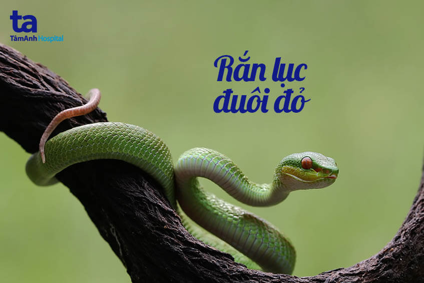 Rắn lục đuôi đỏ, nhận biết qua màu xanh lục và đuôi đỏ
