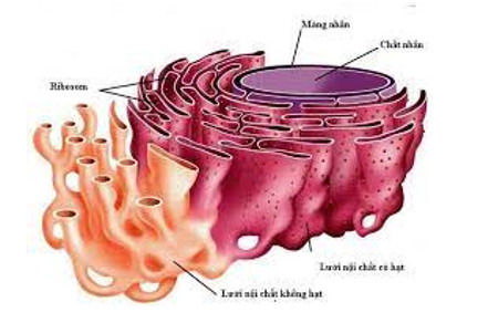 Mạng lưới nội chất trơn không có chức năng nào sau đây - Câu hỏi Sinh học
