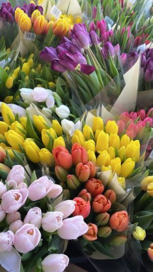 tulip chill trong vườn