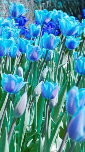 tulip màu xanh trong vườn