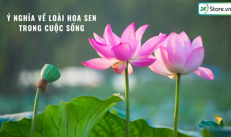 Ý nghĩa của hoa sen trong văn hóa Việt Nam