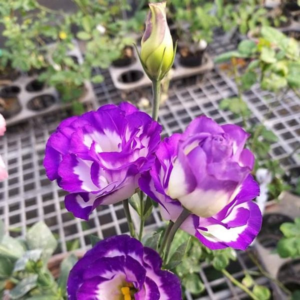 Từng cánh hoa cát tường mỏng manh, xếp lớp tạo nên vẻ đẹp quyến rũ