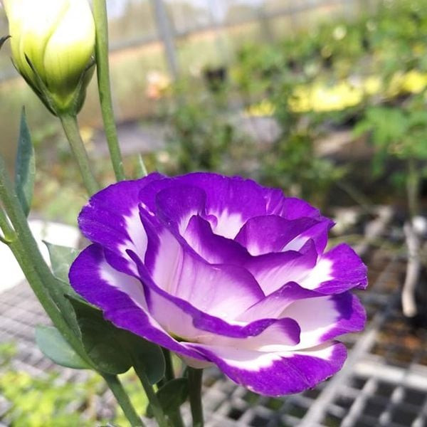 Hoa cát tường màu tím lãng mạn tượng trưng cho tình yêu hạnh phúc