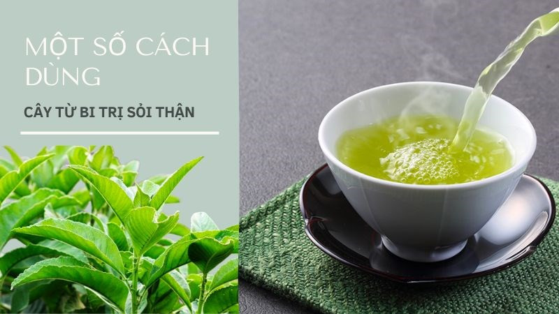 Hướng dẫn chi tiết các cách sử dụng lá từ bi trị sỏi thận
