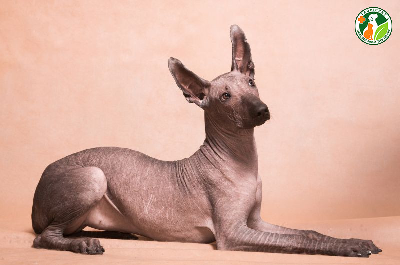 Chó Xoloitzcuintli với cơ thể gần như không lông, làn da trơn bóng