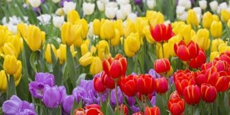 Hoa Tulip rực rỡ tượng trưng cho sự nhiệt huyết của Bạch Dương