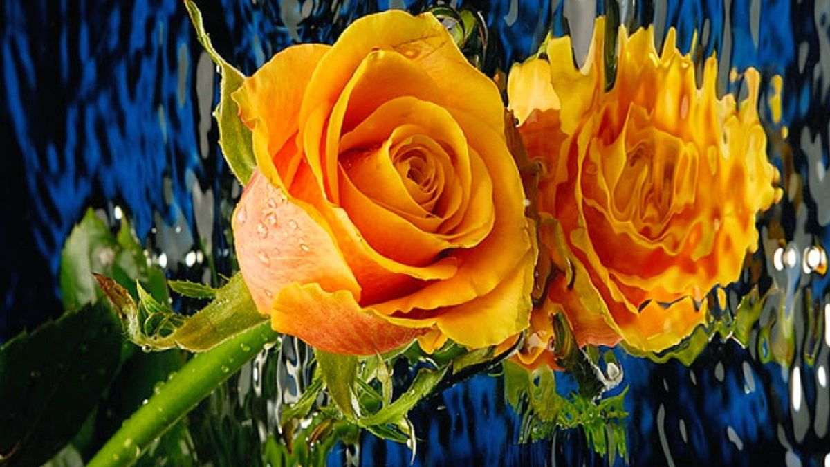 Hình nền hoa hồng vàng tươi mới
