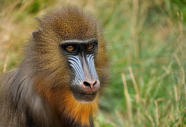 Khỉ mandrill, loài linh trưởng lớn nhất thế giới với bộ lông sặc sỡ ở châu Phi