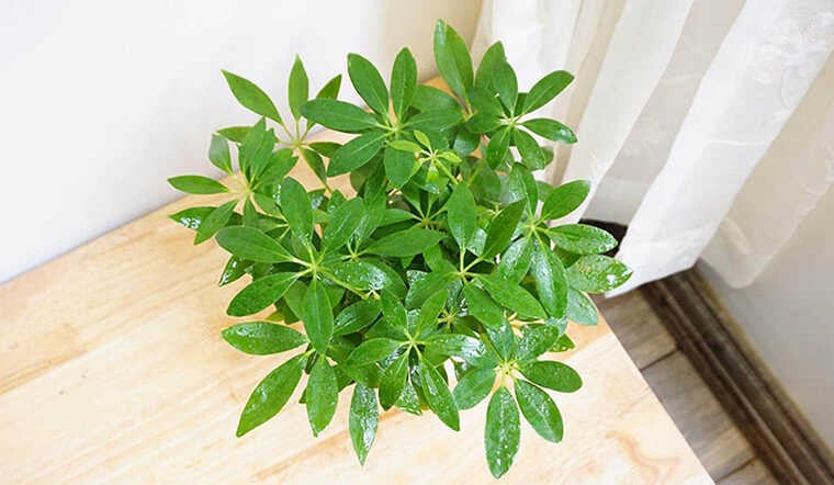 Hướng dẫn chi tiết cách trồng cây ngũ gia bì trong chậu tại nhà