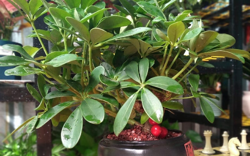 Cây ngũ gia bì xanh tốt, lá bóng mượt mang vẻ đẹp phong thủy