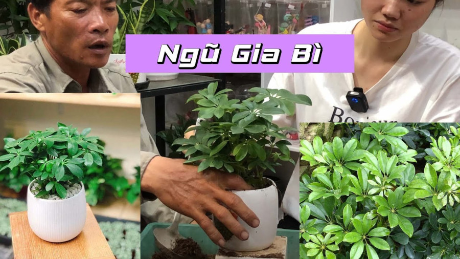 Hình ảnh cây ngũ gia bì đặt trong chậu trang trí nội thất, mang lại may mắn tài lộc