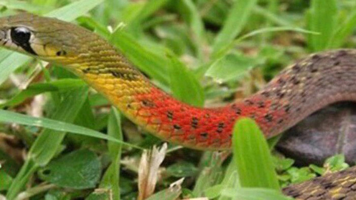 Rắn hổ lửa Rhabdophis subminiatus với các đặc điểm nhận dạng rõ nét