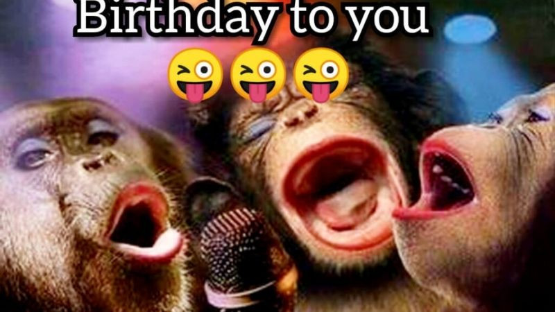 Hình ảnh chúc sinh nhật hài hước với mèo