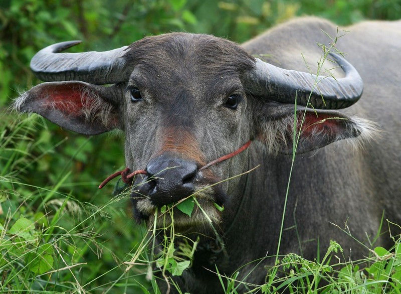 Phân tích ý nghĩa từ "trốc tru" trong tiếng Nghệ An