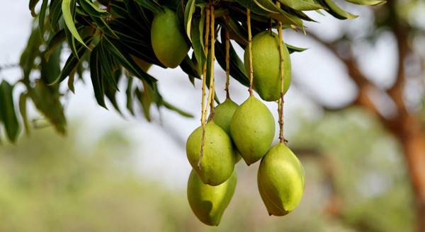 Cây xoài xanh tốt trên triền đất
