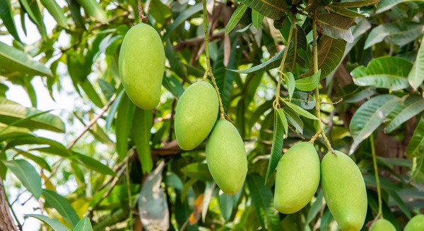 Cây xoài trĩu quả khi vào mùa