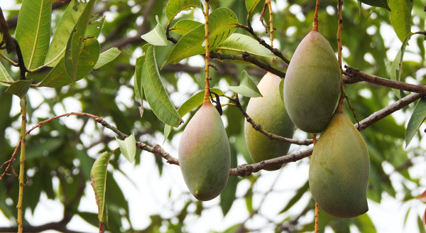 Cây xoài với những chùm quả to