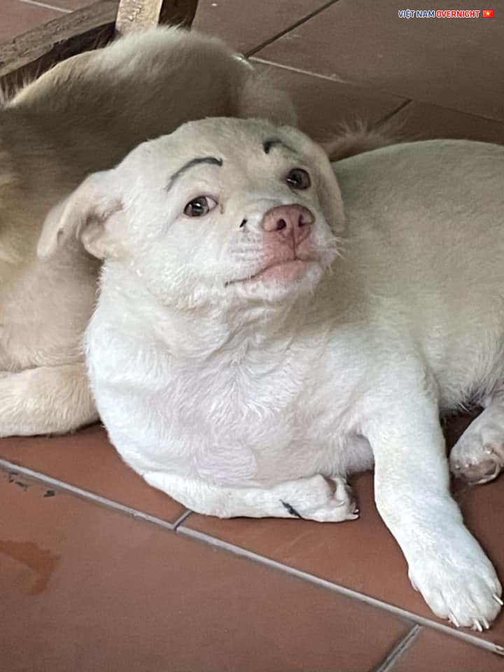 Một chú chó trắng mũi hồng đang nở nụ cười