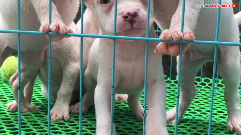 Hình ảnh một chú chó trắng