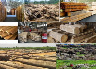 Xử lý bụi ngành chế biến gỗ