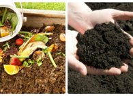 Xử lý rác hữu cơ bằng phân compost