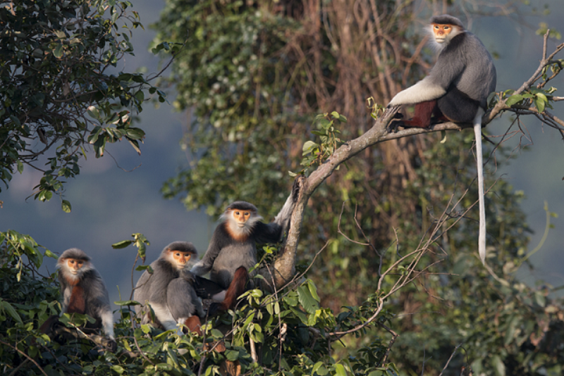 Tên linh và ảnh hưởng của nó tới môi trường sống tự nhiên