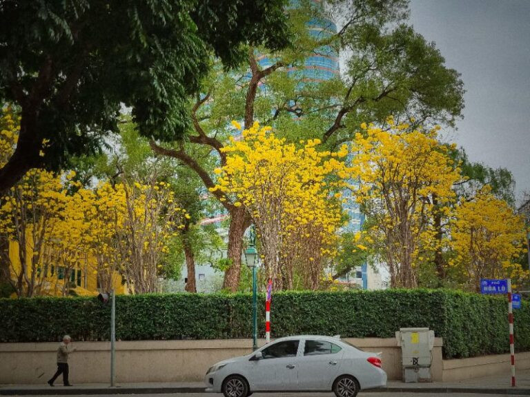 Tải ảnh hoa phong linh đẹp