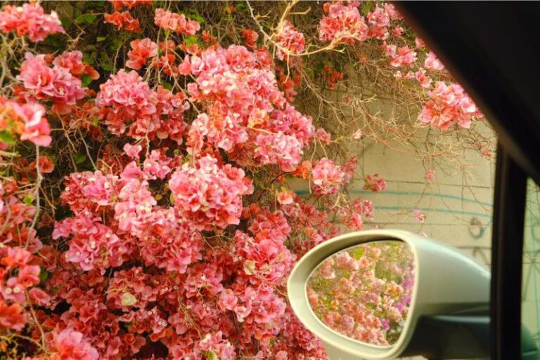 Hình ảnh hoa giấy đẹp