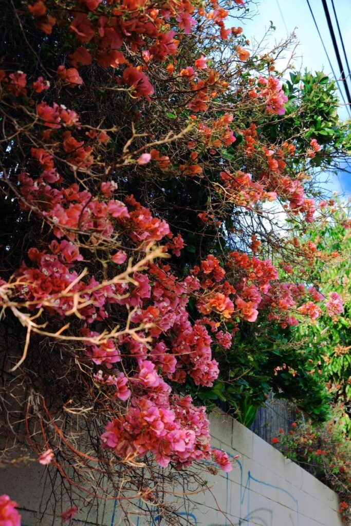 Hình ảnh hoa giấy đẹp nhất