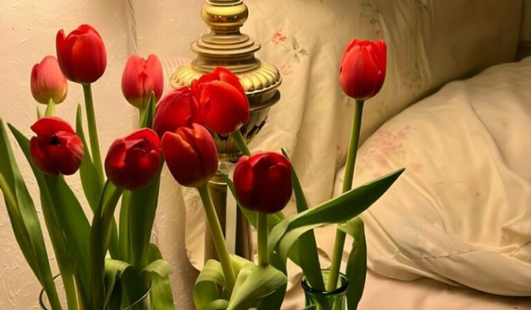 Hình ảnh hoa tulip đẹp