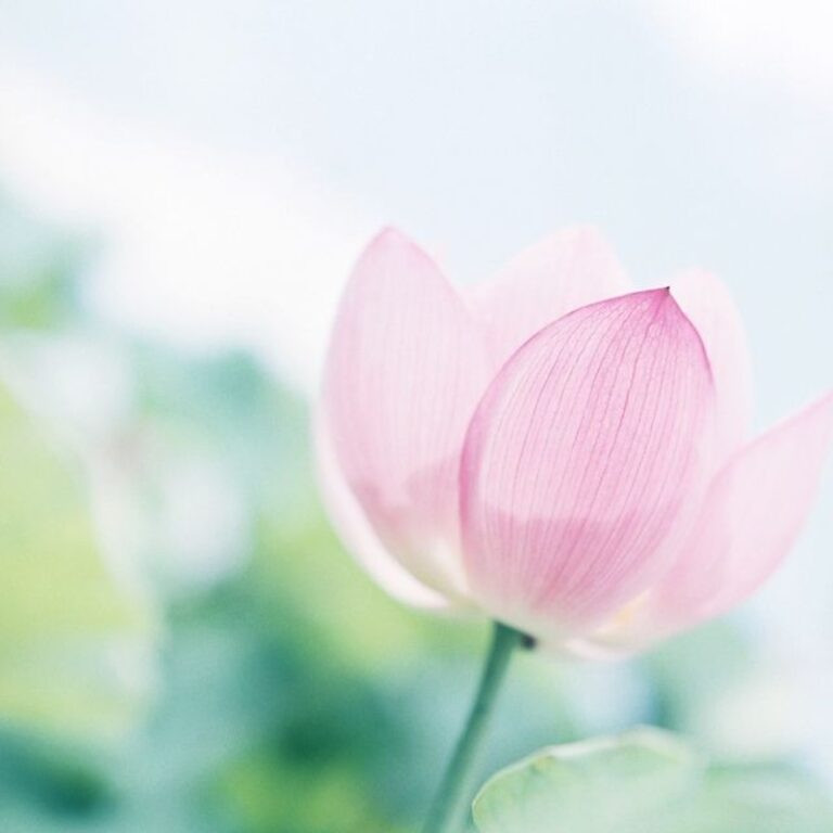 Tải hình ảnh hoa đẹp miễn phí