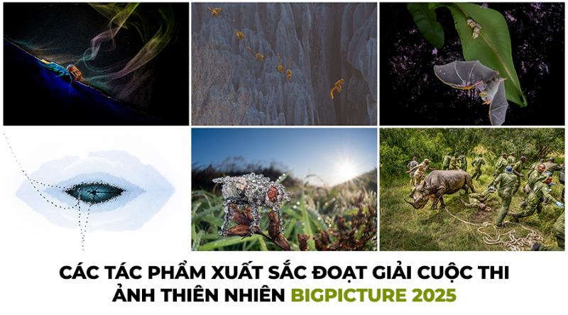 Con cáo tự nhiên trong rừng hoang dã, biểu tượng của sự thông minh và khả năng thích nghi của thiên nhiên