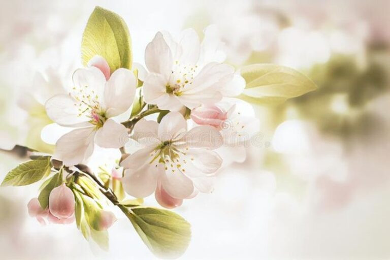 Hình ảnh hoa đẹp chất lượng