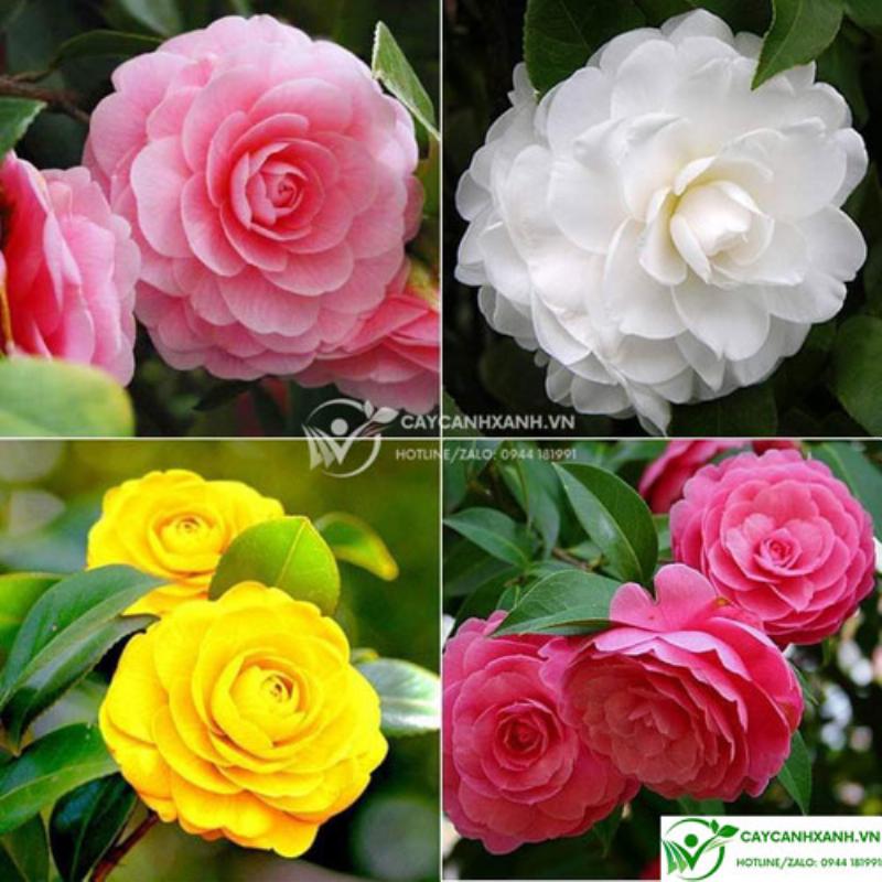 Người cao tuổi đang chăm sóc cây xanh trong vườn, tượng trưng cho sự gắn kết với môi trường