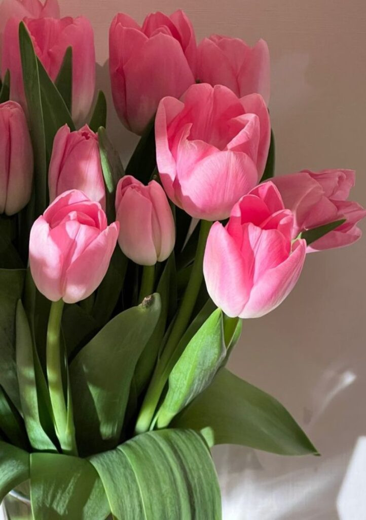 Tải ảnh hoa đẹp chủ đề hoa tulip