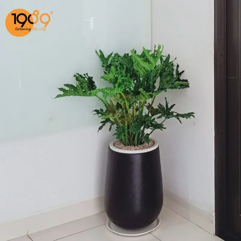 Người sinh năm 1989 trong môi trường sống hài hòa, trong lành, nhiều cây xanh