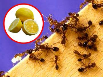 Vỏ cam, chanh, bưởi giúp xua đuổi kiến tự nhiên